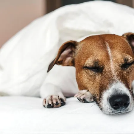 Garner - Messe By Ihg إسن