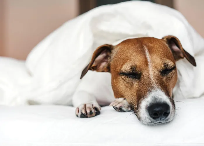 Garner - Messe By Ihg Essen